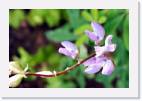 flower * 800 x 533 * (33KB)