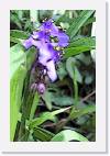 iris2 * 524 x 800 * (81KB)