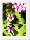 oxalis * 571 x 800 * (71KB)