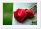 rose_bench * 800 x 533 * (31KB)