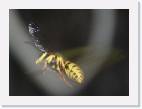 wasp * 800 x 587 * (27KB)
