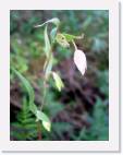 white_flower * 612 x 800 * (33KB)