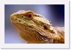 Reptiles_amphibians * (10 Slides)