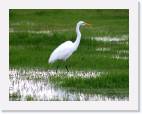 cosumnes_egret * 800 x 619 * (68KB)