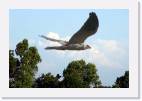 birds * (42 Slides)