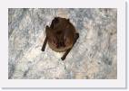 cathedral_bat * 800 x 533 * (57KB)