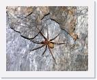 cathedral_spider * 800 x 635 * (112KB)
