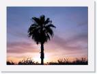palm_1 * 800 x 580 * (45KB)